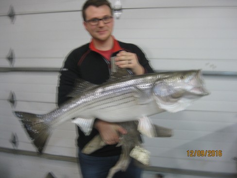 Nice Striped Bass